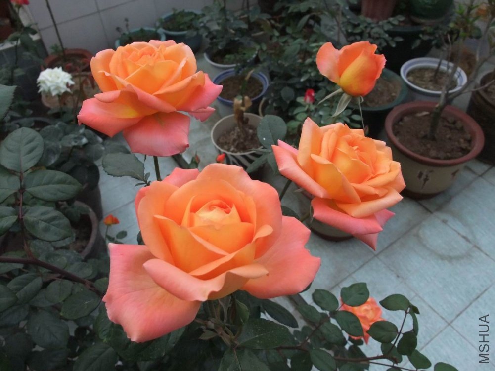 DSCF3679.JPG