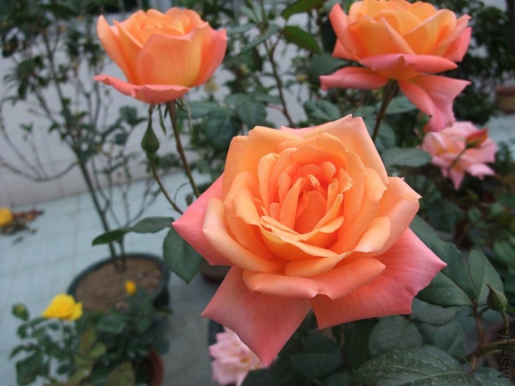 DSCF3657.JPG