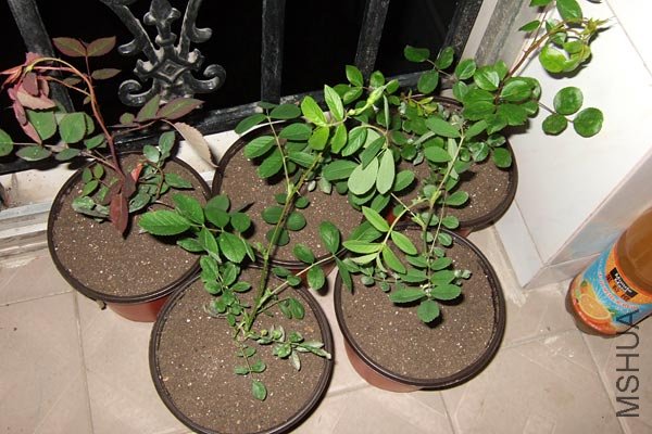 sDSCF6208.jpg