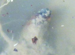 ����������ӵģ������ǳ���ѿ�����Ұ�����ȥ�ģ���ԭ����ѿ�ε�¶��ˮ���˰�