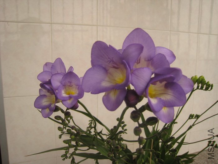 IMG_0010.jpg