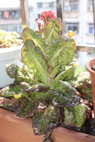 ���˳�̦��