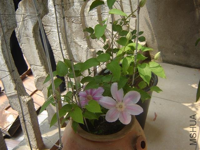 DSC01603 (Small).JPG