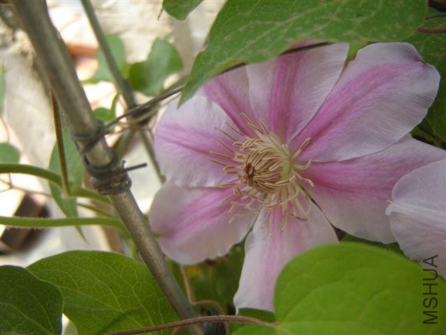 DSC01604 (Small).JPG