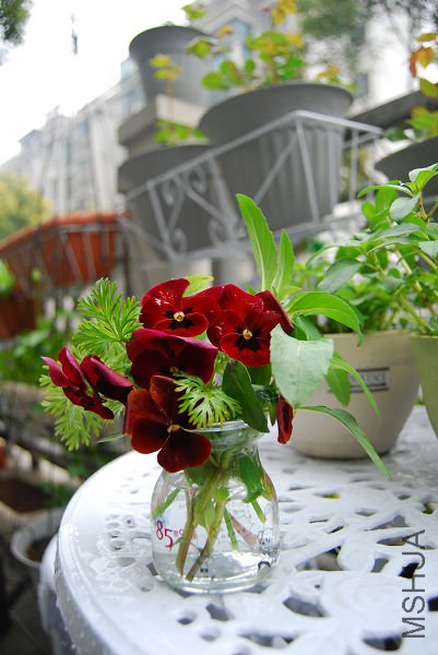 DSC_2906.jpg