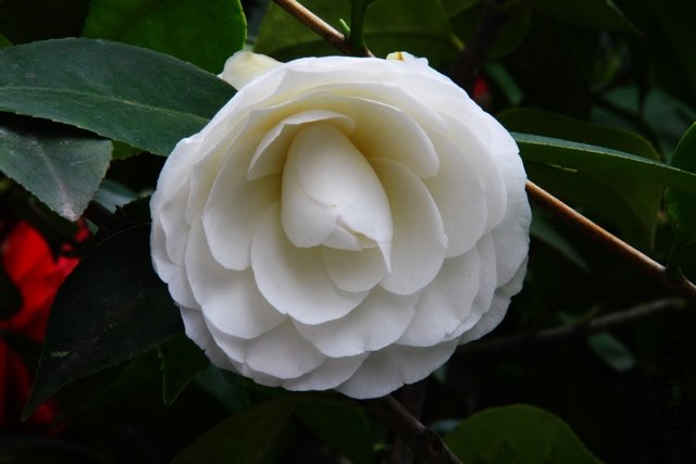 2011.04.09.�軨 026.jpg