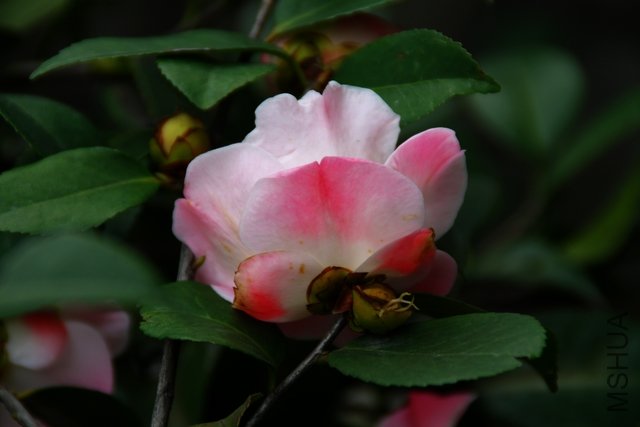 2011.04.09.�軨 049.jpg
