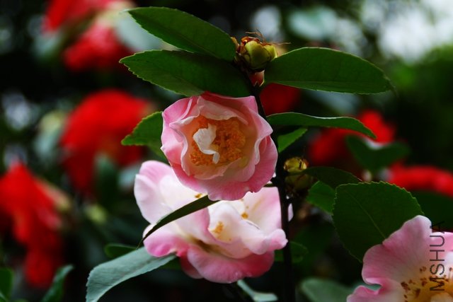 2011.04.09.�軨 064.jpg