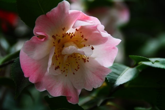 2011.04.09.�軨 072.jpg