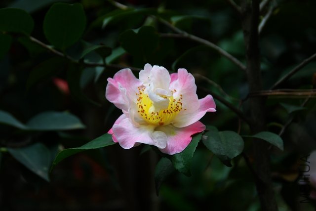 2011.04.09.�軨 050.jpg