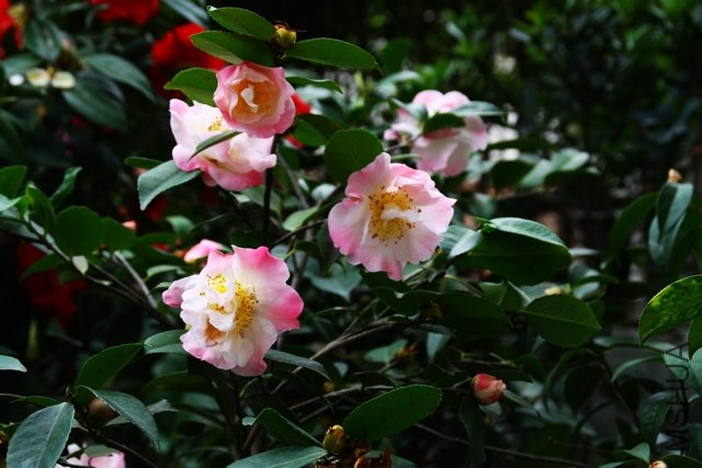 2011.04.09.�軨 073.jpg
