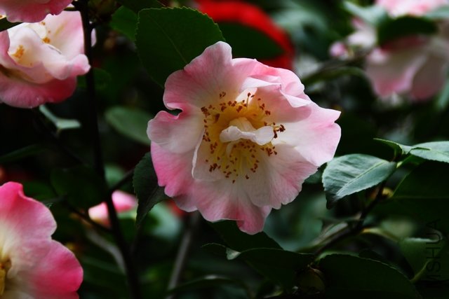 2011.04.09.�軨 063.jpg