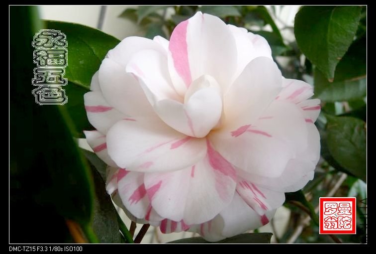 2011������ɫ-02.jpg