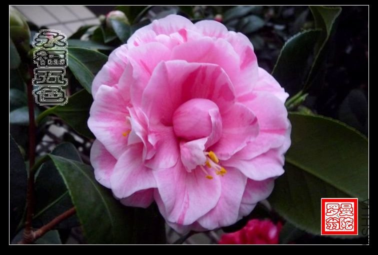 2011������ɫ-04.jpg