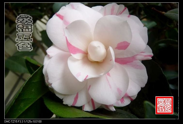 2011������ɫ-01.jpg