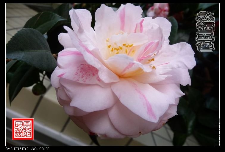 2011������ɫ-09.jpg