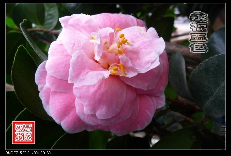 2011������ɫ-24.jpg