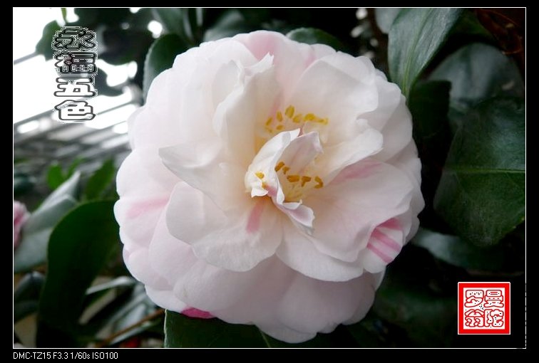 2011������ɫ-39.jpg
