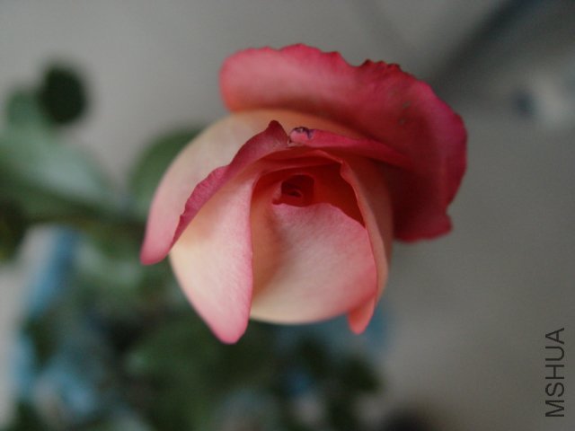 DSC00585.JPG