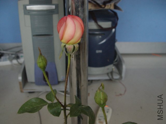 DSC00588.JPG