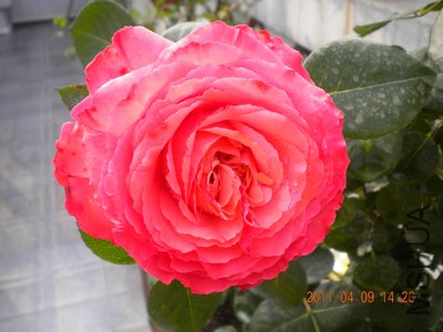 DSCN1153.jpg
