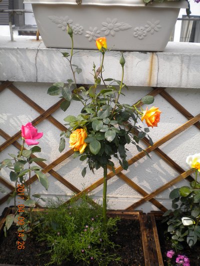 DSCN1151.jpg