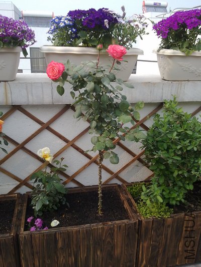 20110409341.jpg