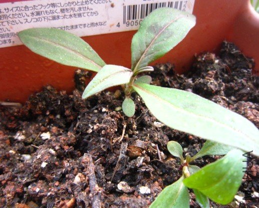 ѩޢ 004_����.jpg