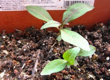 ѩޢ 002_����.jpg