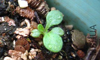 ѩޢ 006_����.jpg