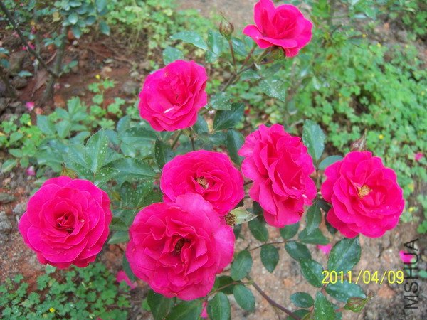 20110409 020.jpg