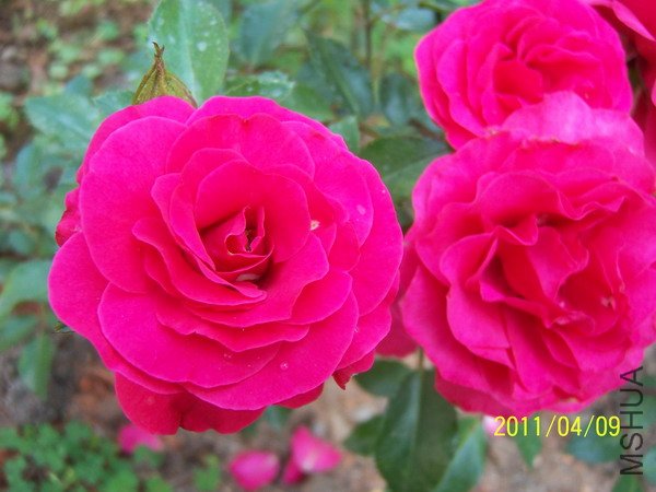 20110409 021.jpg