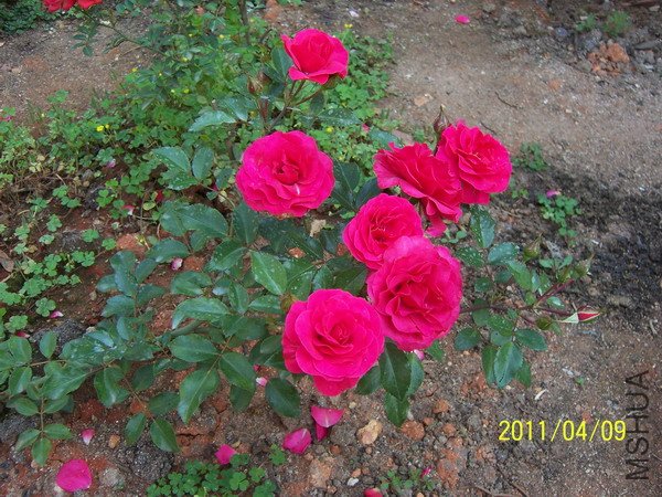 20110409 019.jpg