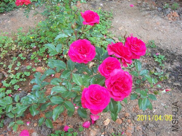 20110409 018.jpg