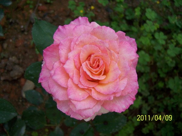 20110409 006.jpg