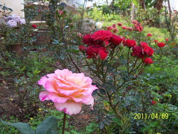20110409 007.jpg
