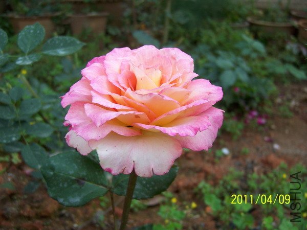 20110409 008.jpg