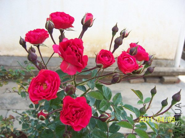 20110409 015.jpg