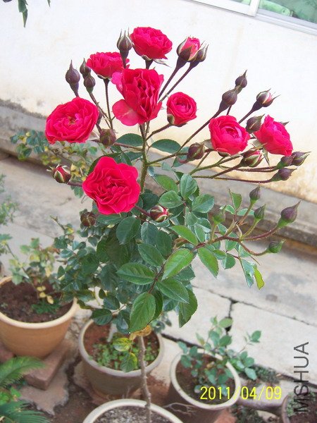 20110409 016.jpg