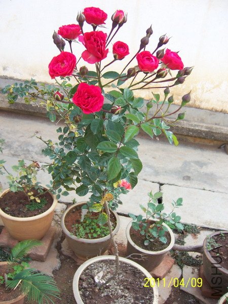 20110409 017.jpg