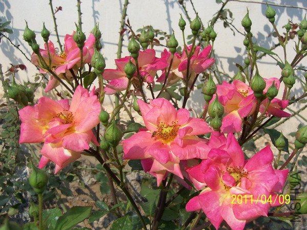 20110409 012.jpg
