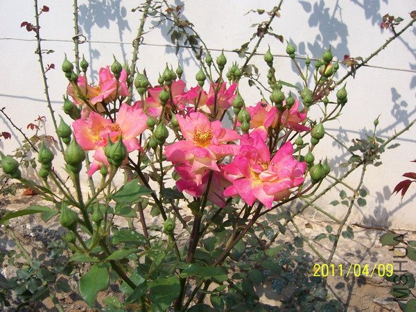 20110409 010.jpg