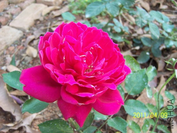 20110409 002.jpg