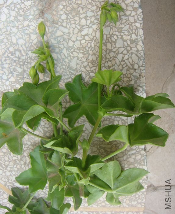 DSC08836.JPG