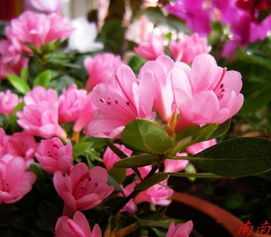 DSCN1037.jpg