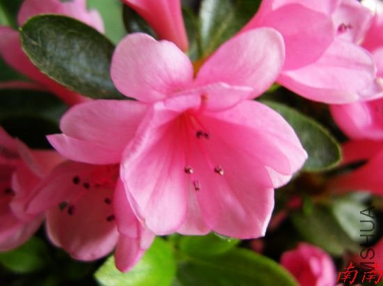 DSCN1036.jpg