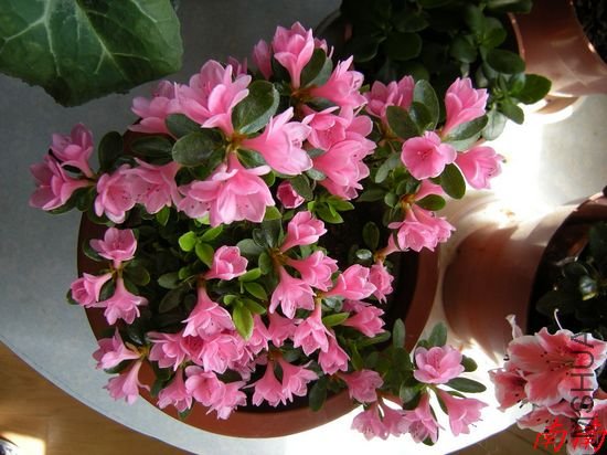 DSCN1040.jpg