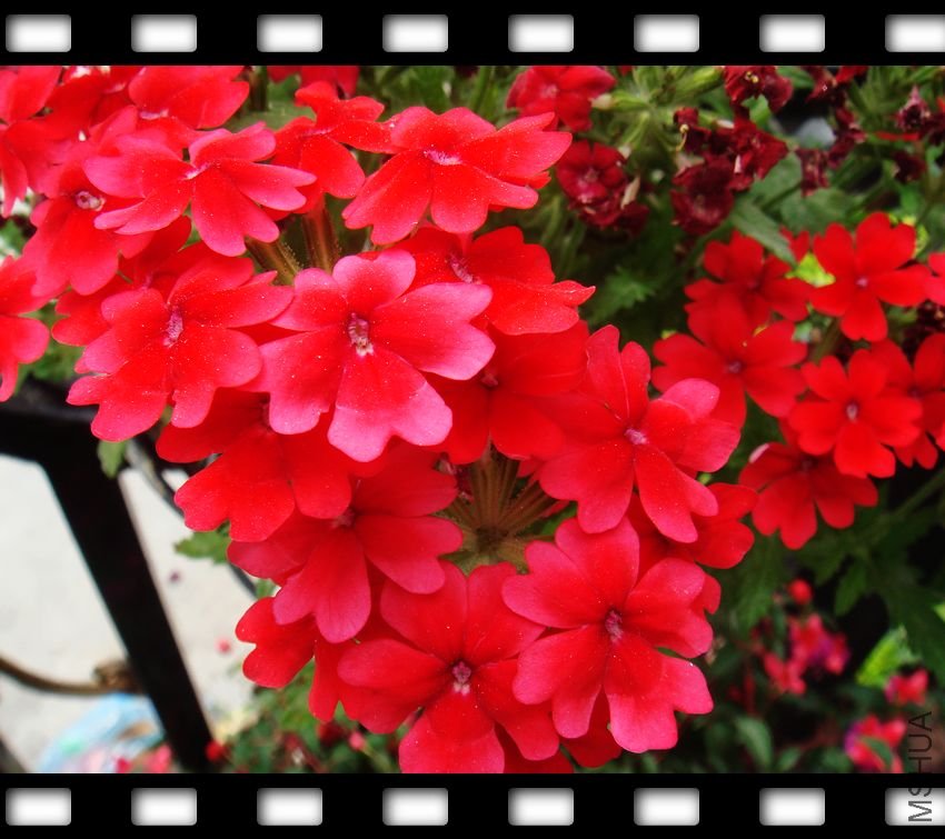 ���������Ůӣ