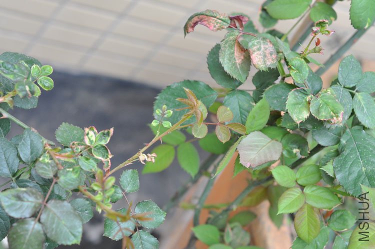 DSC_1328.JPG