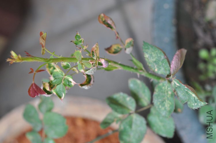 DSC_1340.JPG